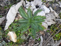 Cirsium pyrenaicum