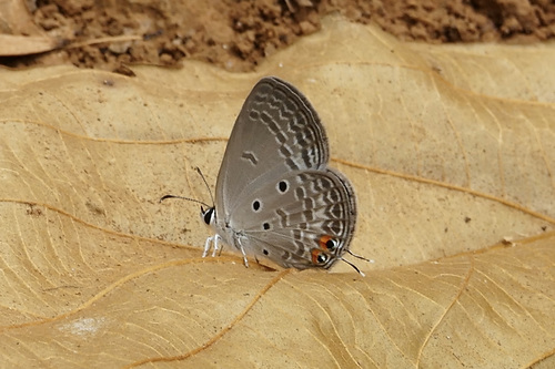 Tailed Smoky Blue