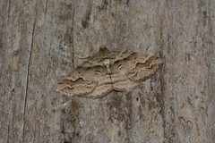 Syneora fractata