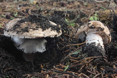 Agaricus lilaceps