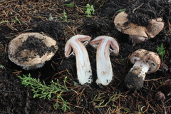 Agaricus lilaceps