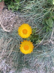 Xerochrysum subundulatum