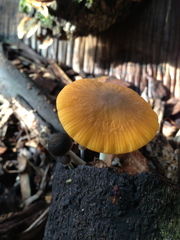 Pluteus pauperculus
