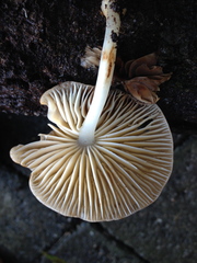 Pluteus pauperculus