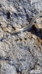 Nemertopsis bivittata