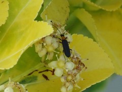 Oedemerinae
