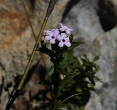 Teedia lucida