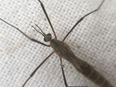 Tipula pagana