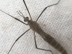 Tipula pagana