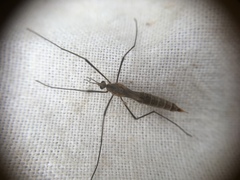 Tipula pagana