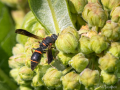 Parancistrocerus histrio