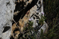 Teedia lucida