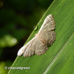 Idaea costiguttata