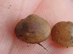 Sphaerium occidentale