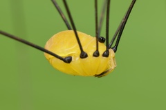 Abaetetuba