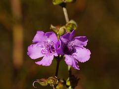 Prostanthera galbraithiae