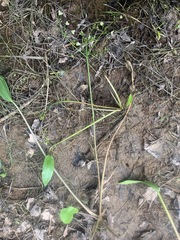 Sphaerium occidentale