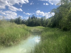 Sphaerium occidentale