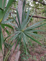 Sabal gretheriae