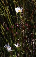 Osmitopsis parvifolia