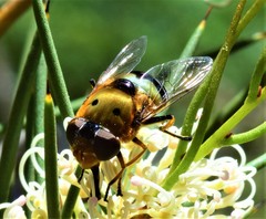Austalis pulchella
