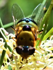 Austalis pulchella
