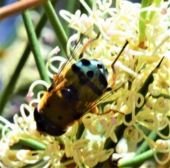 Austalis pulchella