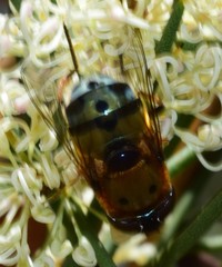 Austalis pulchella