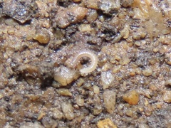 Cleidogonoidea
