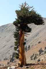 Pinus balfouriana