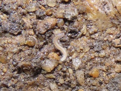 Cleidogonoidea