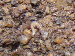 Cleidogonoidea
