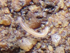 Cleidogonoidea