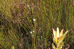 Osmitopsis parvifolia