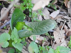 Arum cylindraceum