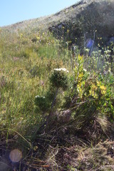 Osmitopsis parvifolia