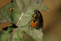 Asemosyrphus