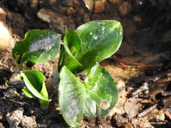 Arum cylindraceum