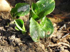Arum cylindraceum