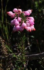 Erica holosericea