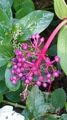 Medinilla magnifica