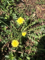 Taraxacum formosanum