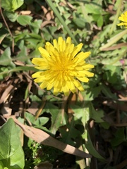 Taraxacum formosanum