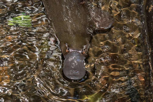 Platypus, photo 2 of 10