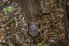 Platypus photo 2