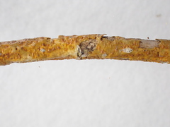 Aurantioporthe corni