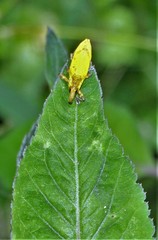 Gasteroclisus