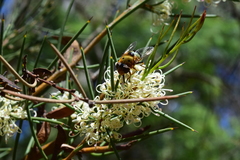 Austalis pulchella