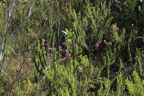 Image of Silky Heath (Erica holosericea) by (c) Tony Rebelo, some rights reserved (CC BY-SA)