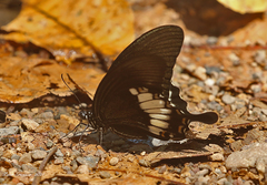 Papilio pitmani